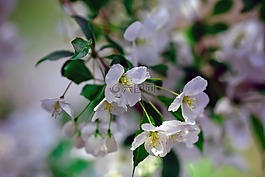春,櫻花,綠葉