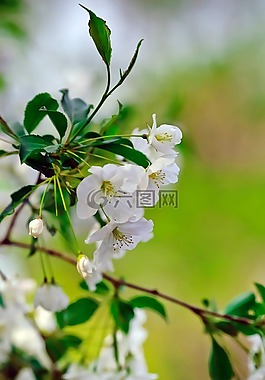 春,櫻花,景