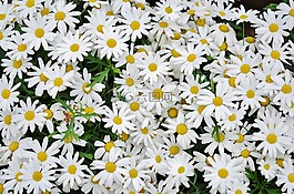 雛菊,花,春