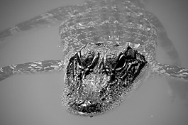 鱷魚(yú),爬行動(dòng)物,動(dòng)物