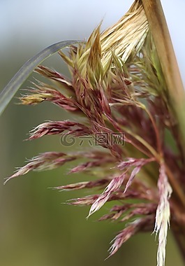 葉,葉子,花