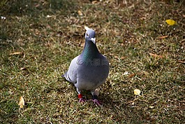 帕洛馬,動物,ave