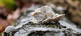 蘑菇,樹,森林