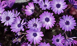 紫色,花,春