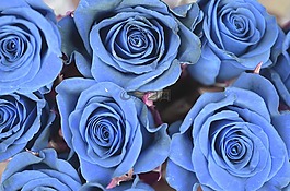 玫瑰,藍色,花