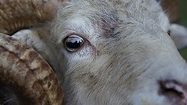 羊,動物,眼