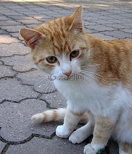 貓,tomcat的,動物