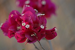 bumgabilia,花,植物