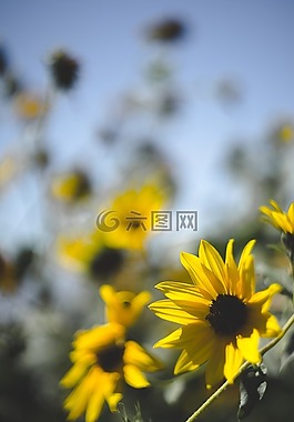 鮮花,黃色,天空