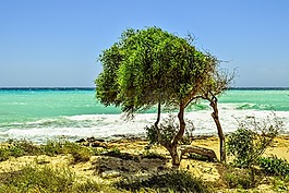 樹,沙丘,海