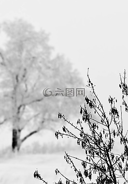 雪,景觀,冬天