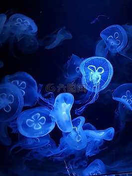 水下,海蜇,桌面