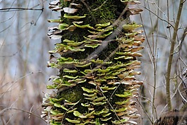 樹(shù),baumschwamm,性質(zhì)