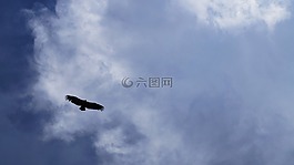 鳥,天空,性質(zhì)