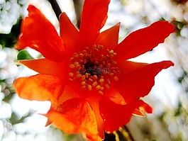 石榴,花,橙色