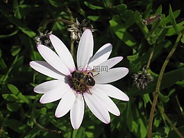 蜜蜂,花,開花