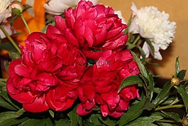 牡丹,紅色,鮮花