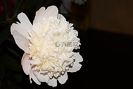 牡丹,白,開花