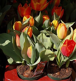 郁金香,鮮花,春天