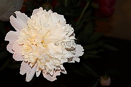 牡丹,白,開花