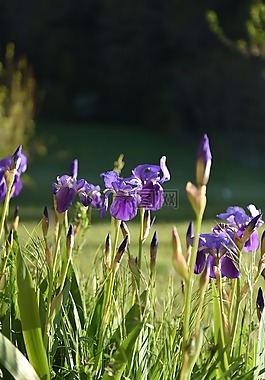 花,紫色,春天