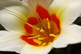 開花,花郁金香,春天