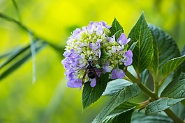蜜蜂,花,花粉