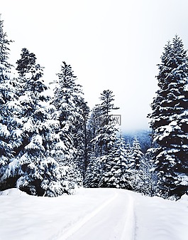 自然,雪,冬天