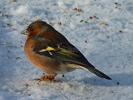 燕雀,芬克,鳴鳥