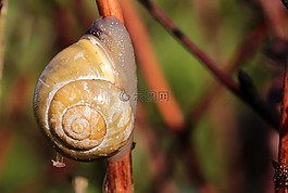 壳,蜗牛,花园 bänderschnecke
