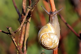 壳,蜗牛,花园 bänderschnecke