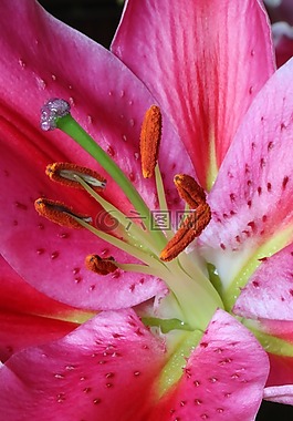 花,莉莉,粉色