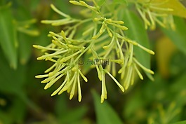 晚上-茉莉花盛开,晚上开花夜香树,夜小姐