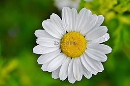 雛菊,花,自然