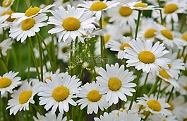 花,雛菊,自然