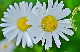 花,雛菊,自然