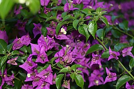 開(kāi)花,紫,性質(zhì)