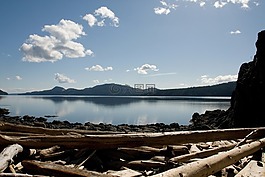 漂流木,岸,樹