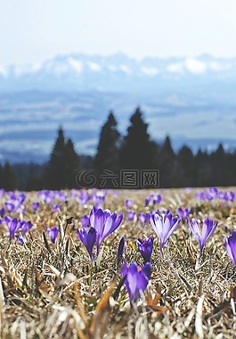 花,紫羅蘭色,花瓣