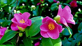 鮮花,性質(zhì),花瓣