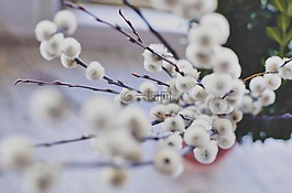 花,白,花瓣