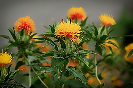 紅花,雜草,鮮花