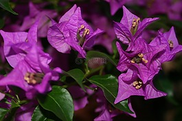 開花,鮮花,紫
