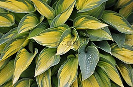 葉,natur,綠色