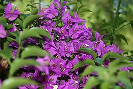 紫,開花,花