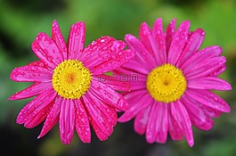 花,natur,自然