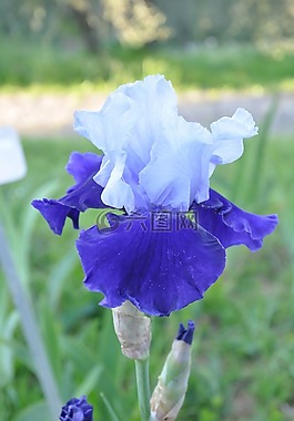 虹膜,蓝色,花园