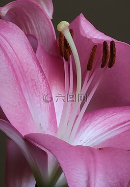 莉莉,粉色,雌蕊