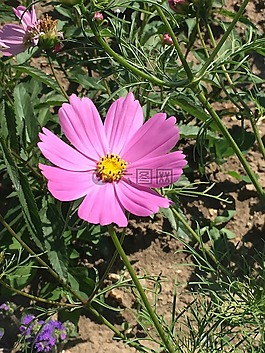 花,粉紅色的花,自然