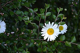 鮮花,白,菊花